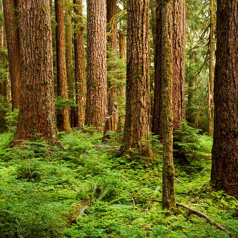 social print paper old growth forest along sol duc river trail